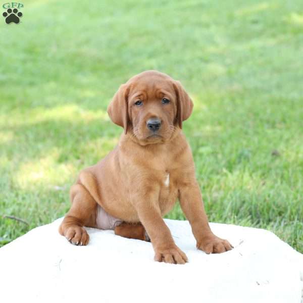 Denali, Fox Red Labrador Retriever Puppy